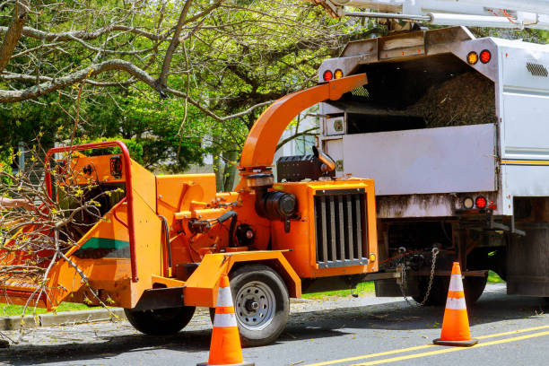 Best Root Management and Removal  in Point Pleasant Beach, NJ